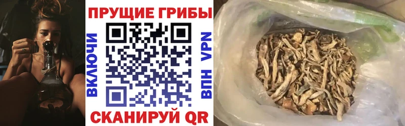 Псилоцибиновые грибы Psilocybine cubensis Байкальск